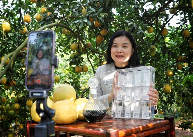 Nhiều đơn vị, cá nhân live-stream bán hàng tìm đến không gian vùng cây ăn quả Phường Chũ, Phượng Sơn, xã Lục Ngạn, Lục Sơn (Bắc Ninh) để tác nghiệp. Ảnh: Danh Lam -TTXVN 