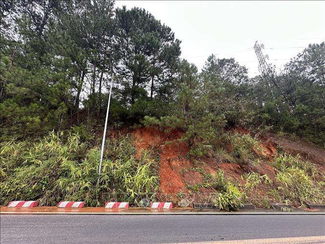 Nhiều cây thông trên đèo Mimosa bị tụt gốc, có nguy cơ đổ xuống mặt đường. Ảnh Chu Quốc Hùng - TTXVN