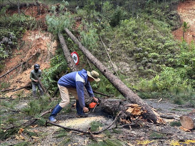 Nhiều cây thông lớn đổ xuống mặt đường đèo Mimosa đêm 3/12 do mưa lớn đang được thu dọn. Ảnh: Chu Quốc Hùng- TTXVN