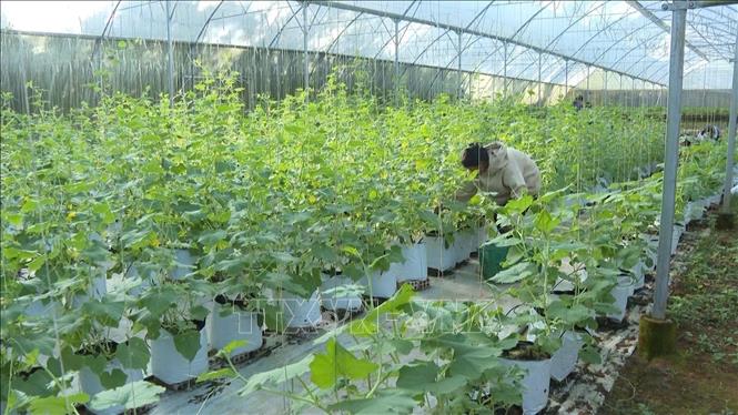 Các loại rau phát triển, sinh trưởng tốt hơn khi được sản xuất trong nhà lồng, nhà lưới, nhà kính. Ảnh: TTXVN phát