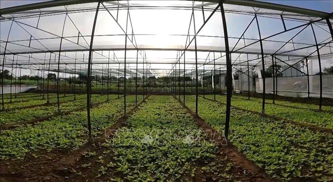 Mô hình nhà lồng, nhà lưới, nhà kính ít chịu ảnh hưởng từ môi trường, thời tiết. Ảnh: TTXVN phát