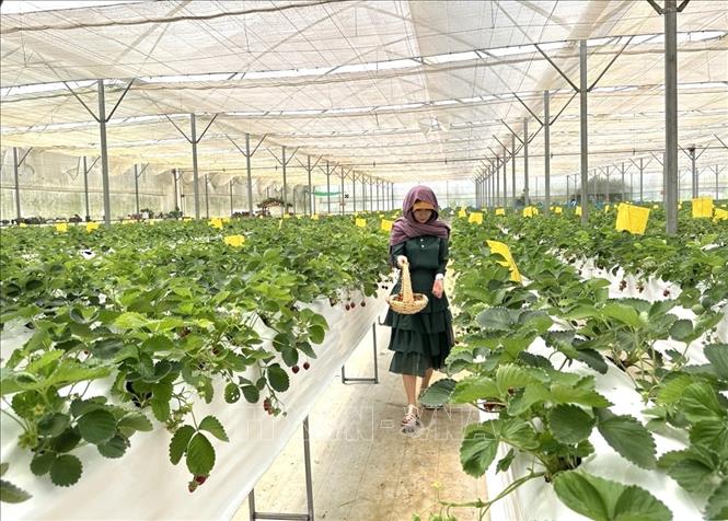 Mô hình nhà lồng, nhà lưới đảm bảo về độ ẩm, ánh sáng, nước tưới giúp nông dân trồng được nhiều loại cây ăn quả giá trị cao. Ảnh: TTXVN phát
