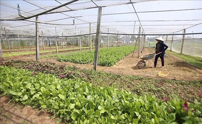 Không chỉ năng suất cao gấp 3 - 4 lần so với phương thức truyền thống, mà số vụ canh tác cũng tăng từ 4 lên 6 vụ mỗi năm. Ảnh: TTXVN phát