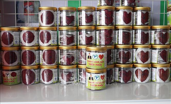 Sản phẩm thanh long sấy do anh Nguyễn Hữu Phúc chế biến đã được công nhận sản phẩm OCOP 3 sao. Ảnh: Hữu Chí - TTXVN