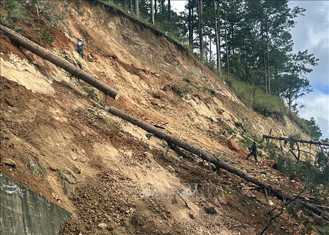 Lực lượng chức năng giải phóng cây thông cổ thụ ngã đổ trên taluy dương đèo Prenn. Ảnh: Chu Quốc Hùng-TTXVN