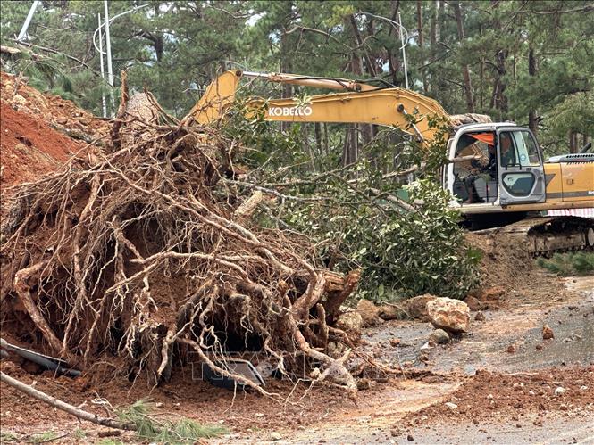 Nhiều cây thông cổ thụ ngã đổ xuống mặt đường đèo Prenn trưa 4/12/2025. Ảnh: Chu Quốc Hùng-TTXVN