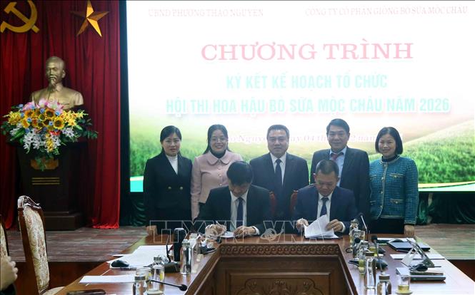 Ký kết kế hoạch tổ chức Hội thi Hoa hậu Bò sữa Mộc Châu năm 2026. Ảnh: Quang Quyết - TTXVN
