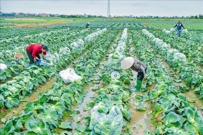 Vụ đông sớm năm 2025, nông dân xã Trường Tân (Hải Phòng) thu lợi nhuận 10 triệu đồng mỗi sào bắp cải. Ảnh: Mạnh Minh - TTXVN