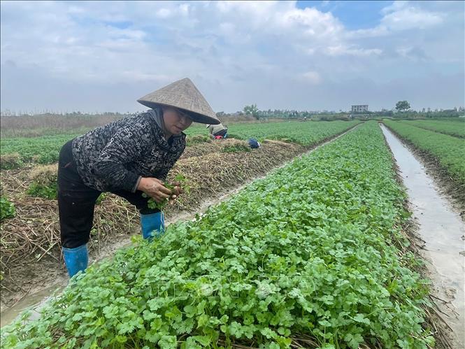 Nông dân xã Kim Thành (Hải Phòng) thu hoạch rau vụ đông sớm năm 2025. Ảnh: Mạnh Minh - TTXVN
