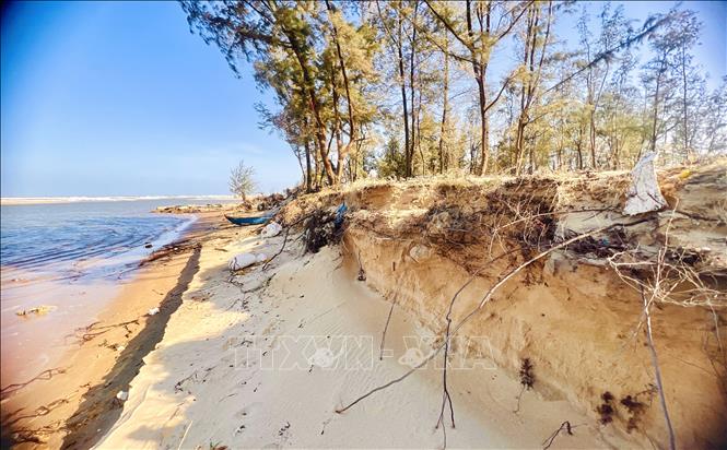 Những năm gần đây, sự thay đổi dòng chảy sông Lý Hòa kết hợp sóng lớn mùa mưa bão khiến tốc độ sạt lở gia tăng, làm dải rừng phi lao phòng hộ tồn tại hàng chục năm dần bị xóa sổ. Ảnh: Nguyên Linh-TTXVN