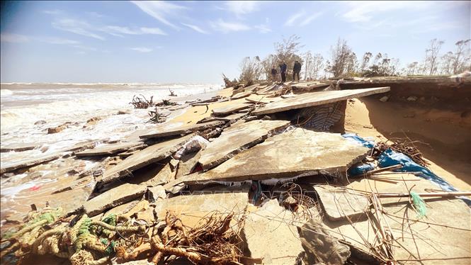 Bờ biển xã Bắc Trạch (Quảng Trị) bị sóng biển xâm thực nghiêm trọng, cuốn trôi rừng phòng hộ và phá hủy các công trình nơi đây. Ảnh: Nguyên Linh-TTXVN