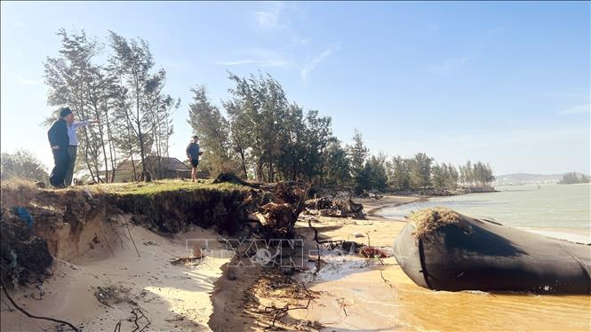 Những năm gần đây, sự thay đổi dòng chảy sông Lý Hòa kết hợp sóng lớn mùa mưa bão khiến tốc độ sạt lở gia tăng mạnh, làm dải rừng phi lao phòng hộ tồn tại hàng chục năm dần bị xóa sổ. Ảnh: Nguyên Linh-TTXVN