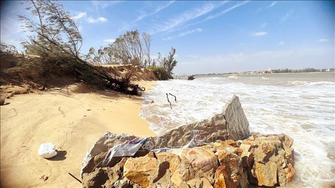 Hơn 7km bờ biển xã Bắc Trạch (Quảng Trị) bị sạt lở, nhiều diện tích rừng phòng hộ và trang trại nuôi tôm của người dân thôn Thanh Xuân bị sóng cuôn trôi. Ảnh: Nguyên Linh-TTXVN