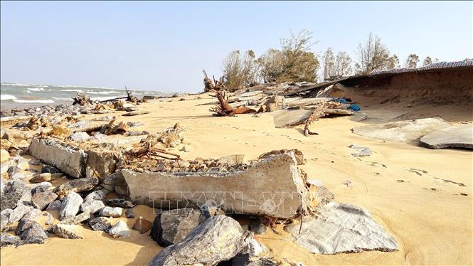 Bờ biển thôn Thanh Xuân, xã Bắc Trạch bị sóng biển xâm thực nghiêm trọng, cuốn trôi rừng phòng hộ và phá hủy các công trình nơi đây. Ảnh: Nguyên Linh-TTXVN