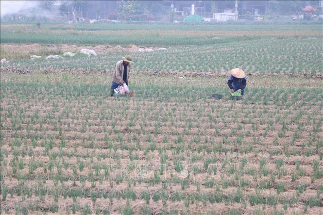 Nông dân xã Hà Bắc (Hải Phòng) chăm sóc cây hành vụ đông năm 2025. Ảnh: Mạnh Minh - TTXVN