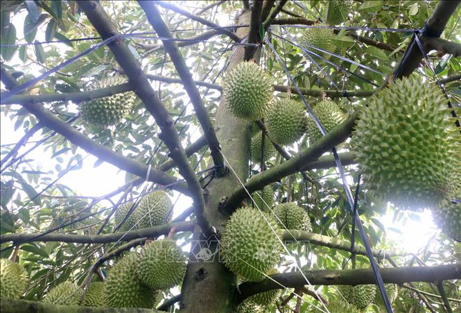 Vườn sầu riêng nghịch mùa sai trĩu quả của nông dân xã Vĩnh Hanh, tỉnh An Giang. Ảnh: Công Mạo-TTXVN