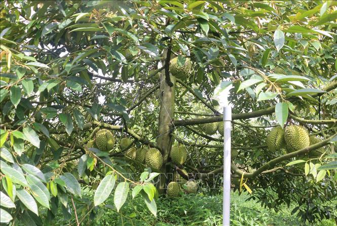 Nông dân ở ấp Vĩnh Hòa 1, xã Vĩnh Hanh (tỉnh An Giang) mạnh dạn đầu tư hệ thống tưới phun tự động, điều khiển bằng thiết bị thông minh cho vườn sầu riêng nhằm tiết kiệm chi phí, công chăm sóc. Ảnh: Công Mạo-TTXVN