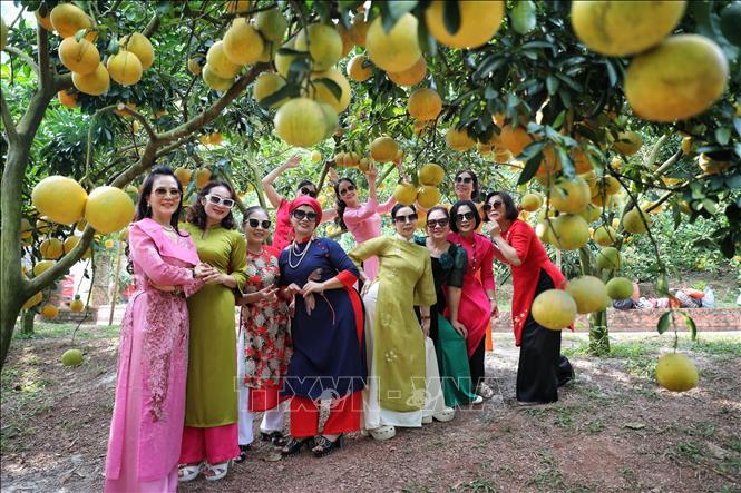 Visitors in traditional ao dai enjoy posing under the heavy-hanging grapefruit trees. VNA Photo: Danh Lam