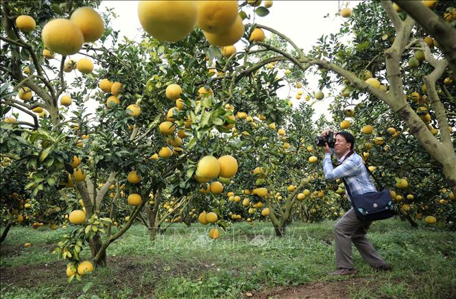 A photographer tries to take the best photos of the orchard. VNA Photo: Danh Lam