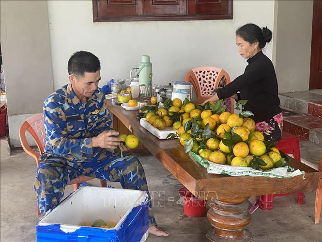Người dân tại xã Vũ Quang (Hà Tĩnh) phân loại cam sau khi thu hoạch. Ảnh: Hữu Quyết - TTXVN
