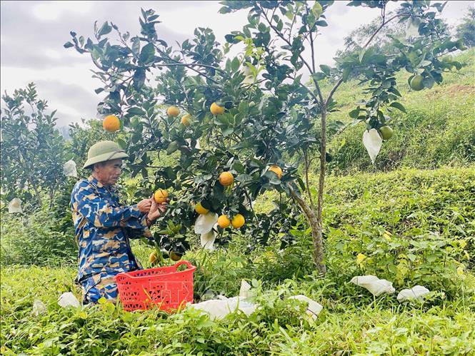 Người dân tại xã Vũ Quang (Hà Tĩnh) thu hoạch cam. Ảnh: Hữu Quyết - TTXVN