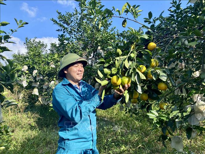 Ông Trần Văn Cửu (xã Hương Đô, tỉnh Hà Tĩnh) thu hoạch cam. Ảnh: Hữu Quyết - TTXVN