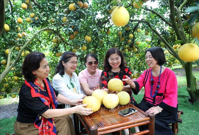 Visitors enjoy fresh atmosphere and picking grapefruits in Bac Ninh province. VNA Photo: Danh Lam
