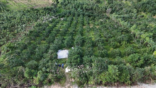 Vùng trồng cam Khe Mây (xã Hương Đô, tỉnh Hà Tĩnh). Ảnh: Hữu Quyết - TTXVN
