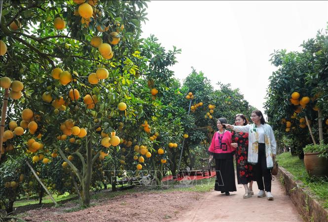 Visitors at an orchard in Bac Ninh province. VNA Photo: Danh Lam