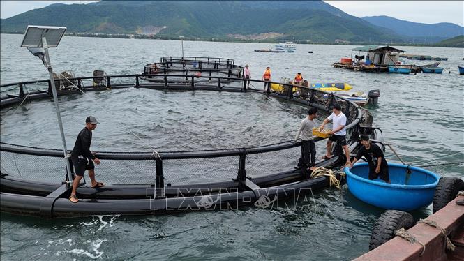 Fishermen in Phu Trach commune transition to cage fish farming to secure stable livelihoods. VNA Photo: Tá Chuyên 