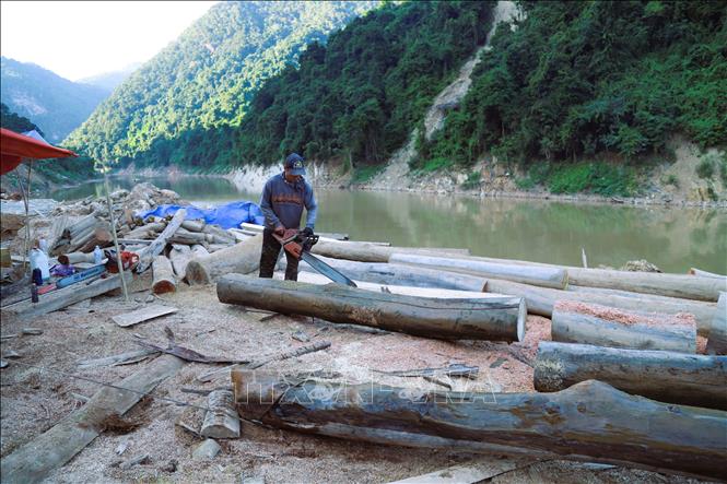 Dù là tự phát nhưng các điểm tập kết cưa xẻ, sơ chế gỗ tập trung quy mô lớn như một công trường ngay bên bờ sông Nậm Nơn. Ảnh: Xuân Tiến - TTXVN 