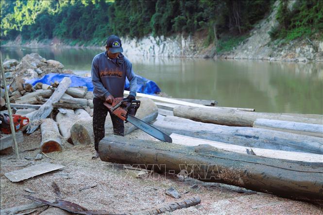 Dùng cưa xăng lưỡi dài để xẻ những thân gỗ lớn ngay bên bờ sông Nậm Nơn. Ảnh: Xuân Tiến - TTXVN 