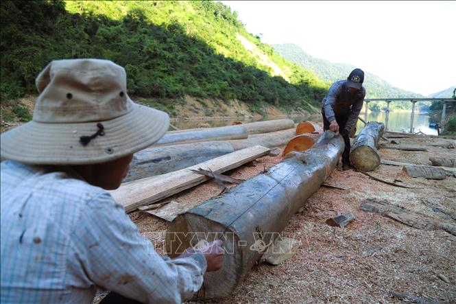 Hoạt động sơ chế thân gỗ thành các tấm gỗ, trụ, cột nhà sàn diễn ra ngay bên bờ sông Nậm Nơn. Ảnh: Xuân Tiến - TTXVN 