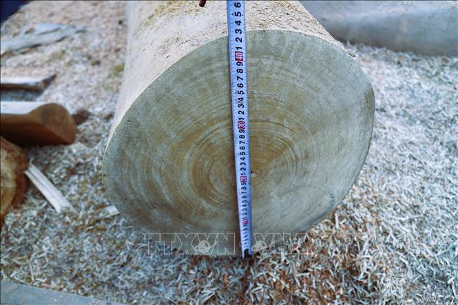 Một thân gỗ có chu vi vành thân, đường kính lớn vừa được cắt khúc tại điểm tập kết gỗ trên bờ sông Nậm Nơn thuộc địa bàn xã Mỹ Lý (tỉnh Nghệ An). Ảnh: Xuân Tiến - TTXVN 