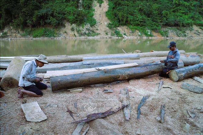 Những thân gỗ chất lượng tốt, bền, thẳng có thể sử dụng được để làm cột nhà. Ảnh: Xuân Tiến - TTXVN 