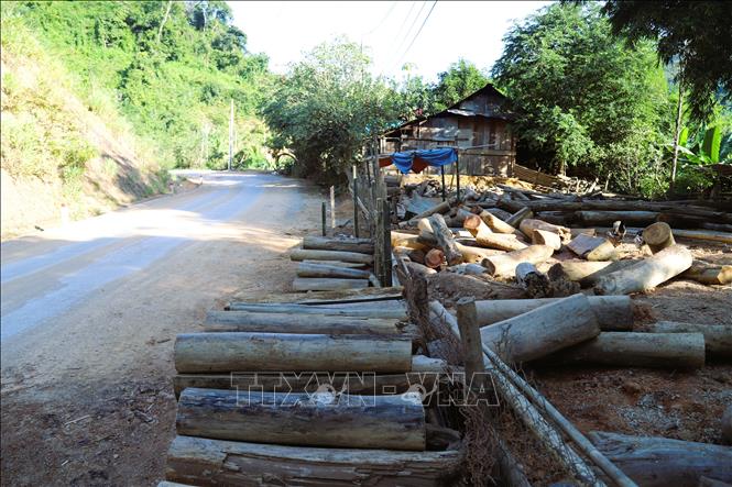 Hàng trăm khúc gỗ, thân cây do người dân vớt lên nằm ngổn ngang trong khuôn viên vườn và hành lang quốc lộ 16. Ảnh: Xuân Tiến - TTXVN 