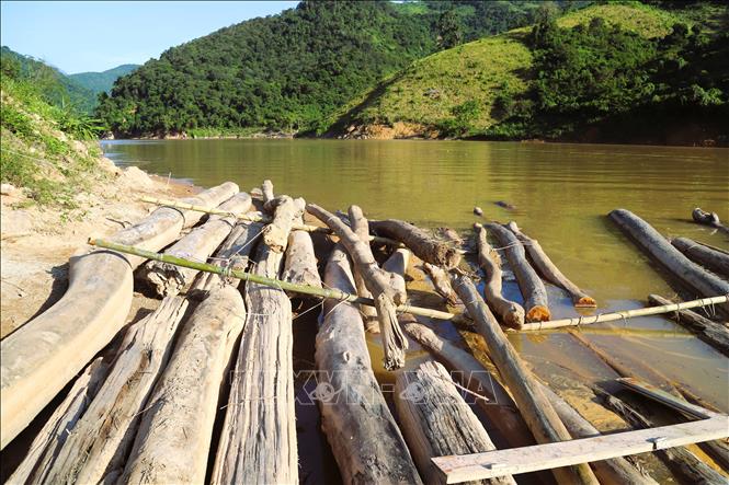 Để các cây gỗ không bị trôi khi nước sông Nậm Nơn dâng cao, dòng chảy mạnh, chủ sở hữu đã giằng néo các mảng gỗ chắc chắc và neo buộc vào bờ sông Nậm Nơm bằng dây thừng. Ảnh: Xuân Tiến - TTXVN 