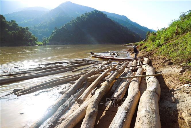 Dọc lưu vực sông Nậm Nơn dài hàng chục km qua địa phận các xã Nhôn Mai, Bắc Lý, Mỹ Lý... có vô số điểm tập kết gỗ bên bờ. Ảnh: Xuân Tiến - TTXVN 