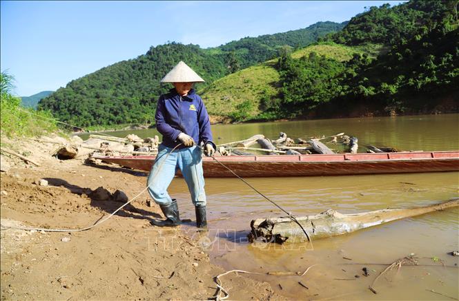 Người vớt gỗ tháo rời thân cây gỗ lớn ra khỏi mảng kết, cột dây cáp vào một đầu và điều chỉnh thân gỗ theo hướng kéo của máy tời đặt trên cao. Ảnh: Xuân Tiến - TTXVN 