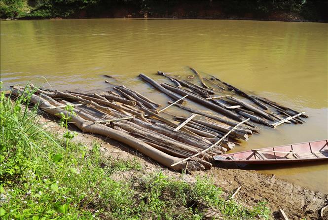 Để thuận lợi cho việc lai dắt, di chuyển gỗ từ lưu vực sông Nậm Nơm, người dân buộc gỗ lại thành mảng lớn và dùng thuyền máy kéo về. Ảnh: Xuân Tiến - TTXVN 