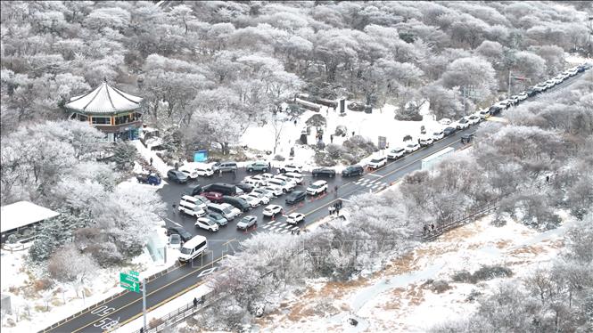 Ngày 4/12/2025, thủ đô Seoul của Hàn Quốc và các khu vực lân cận đón đợt tuyết rơi dày đầu tiên trong mùa Đông khiến chính quyền địa phương phải ban bố cảnh báo thiên tai khẩn cấp và chuẩn bị ứng phó với tình huống xảy ra gián đoạn giao thông. Cơ quan dự báo thời tiết cho biết lượng tuyết tích tụ vượt quá 5cm mỗi giờ ở Seoul và tỉnh Gyeonggi. Ảnh: Tuyết rơi dày ở Jeju. Yonhap/TTXVN  