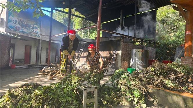 Members of the Red Dao Community Cooperative preprocess and chop herbal ingredients before boiling them for the bath. Photo: Huong Thu – VNA