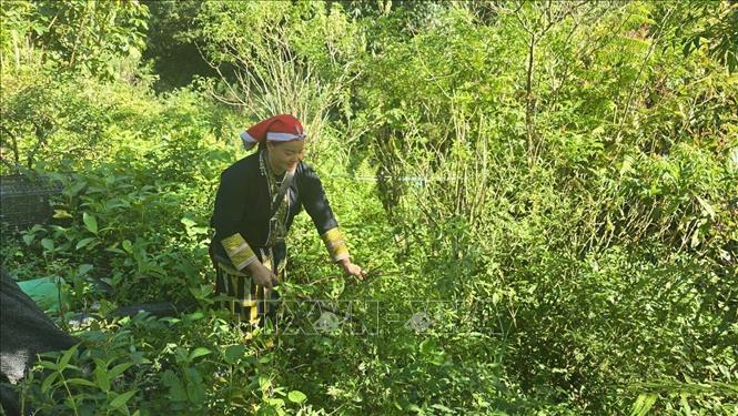 Tan May Liu, a member of the Red Dao Community Cooperative, collects medicinal leaves in the forest. Photo: Huong Thu – VNA