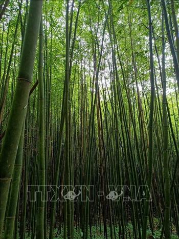 The nearly 800-hectare bamboo forest park is a popular stop along the route to the Pu Luong peak. Photo: Hoa Mai – VNA