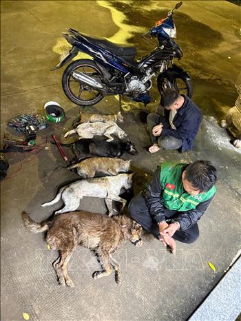 Hai đối tượng trộm chó, cùng tang vật bị bắt giữ tại xã Phước Lý, tỉnh Tây Ninh. Ảnh: TTXVN phát