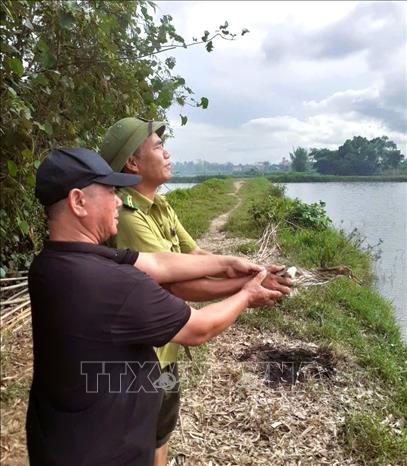 Lực lượng kiểm lâm Hạt Kiểm lâm Quỳnh Lưu - Hoàng Mai và người dân địa phương thả chim mồi về môi trường tự nhiên. Ảnh: TTXVN phát 