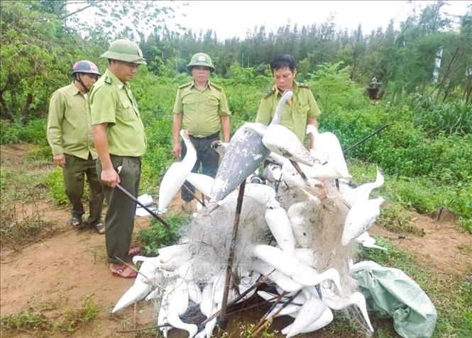Lực lượng kiểm lâm Hạt Kiểm lâm Quỳnh Lưu - Hoàng Mai đốt, tiêu hủy lưới bẫy và chim giả bằng xốp. Ảnh: TTXVN phát 