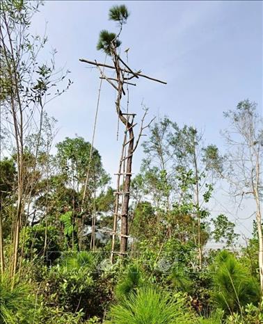 Hệ thống thang leo và chim mồi được thợ săn chim thiết lập rất quy mô trên núi để bẫy, bắt chim trời. Ảnh: Xuân Tiến - TTXVN 