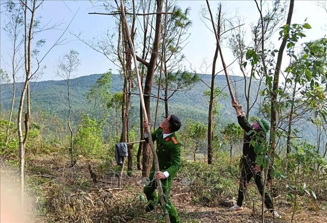 Lực lượng Công an xã Quỳnh Phú cùng dân quân tự vệ tham gia phá dỡ các chòi gác mà thợ săn chim dựng trên núi, trong rừng. Ảnh: TTXVN phát 