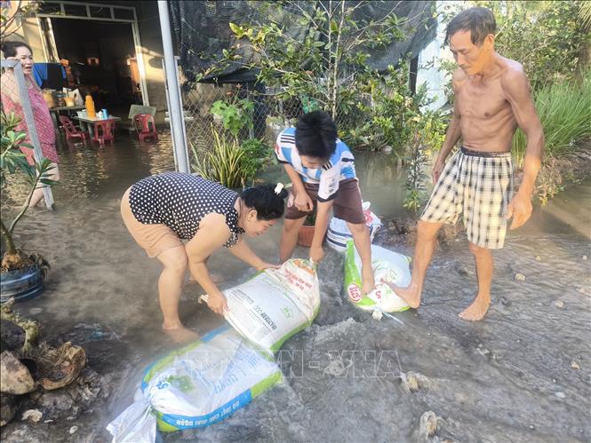 Người dân gia cố ngăn triều cường tràn gây xói lở đất. Ảnh: Huỳnh Phúc Hậu - TTXVN